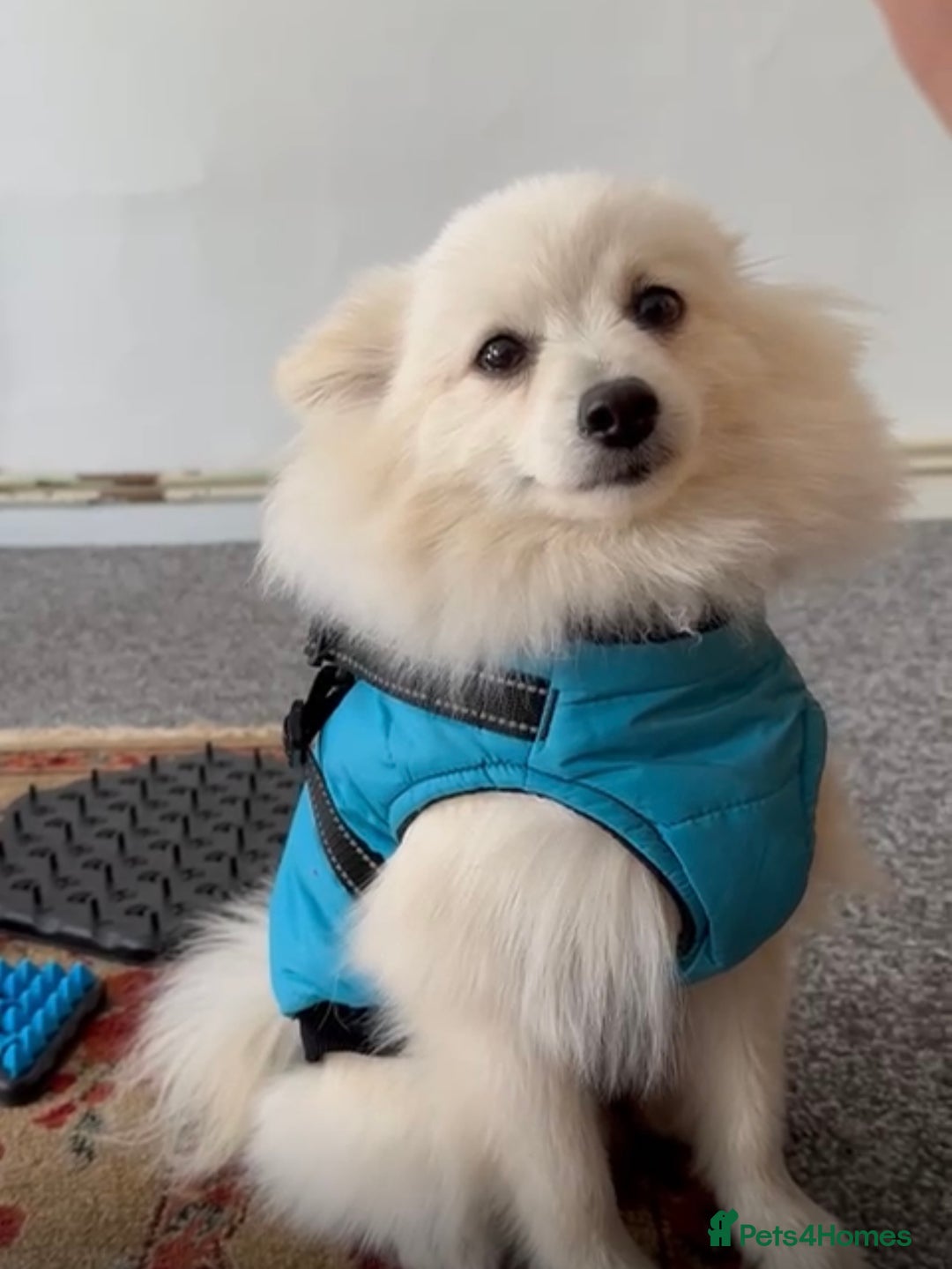 Pomeranian dogs for sale: Beautiful pure male pom - Image 2