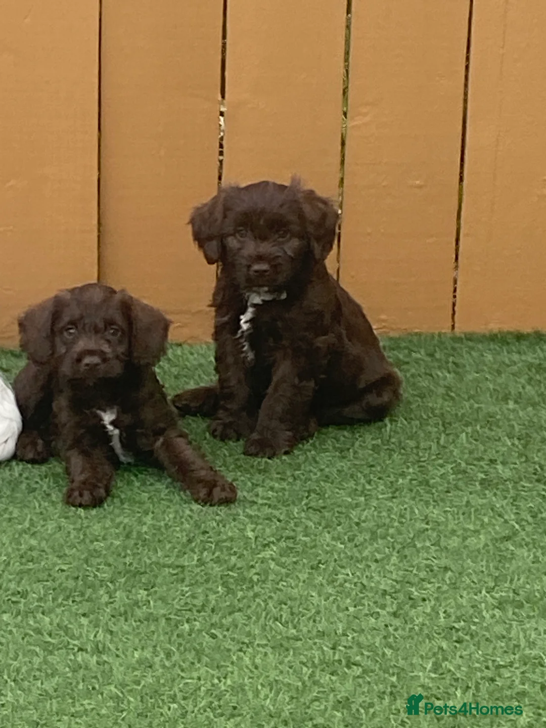 Cockapoo dogs for sale: Cockapoo - Advert 1