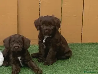 Cockapoo dogs Cockapoo - Advert 2