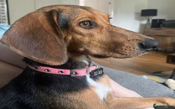 Mixed Breed dogs for adoption: Jilly (Greek Harehound mix) - Image 4