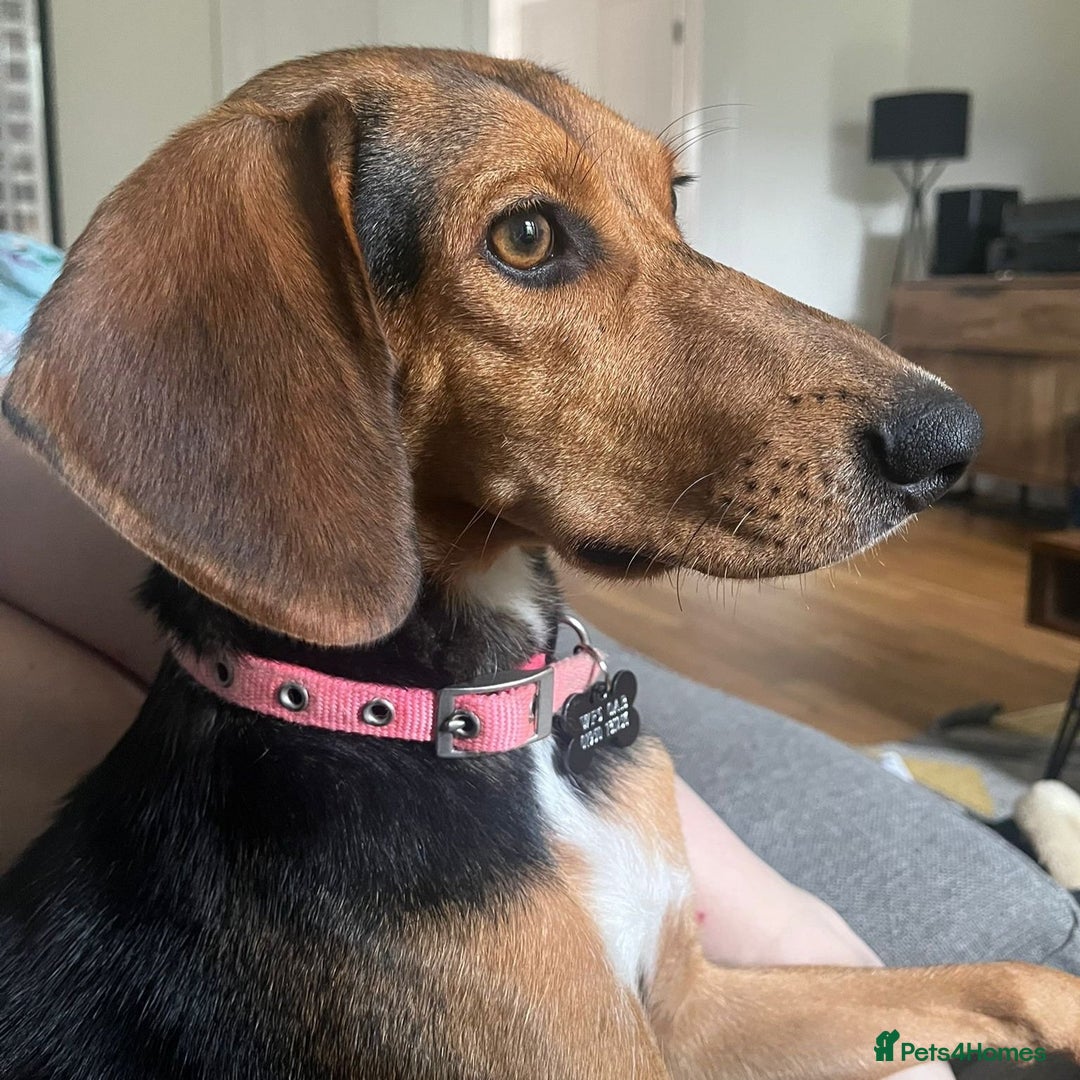Mixed Breed dogs for adoption: Jilly (Greek Harehound mix) - Image 4