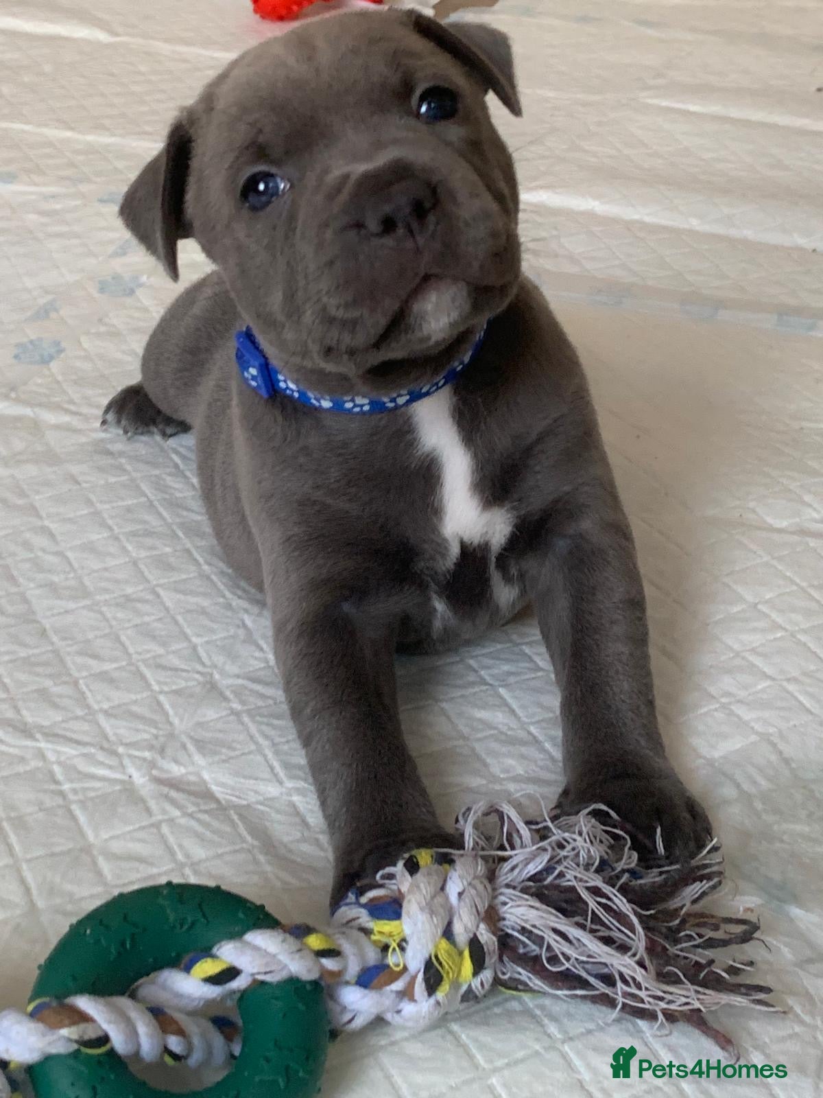 Staffordshire Bull Terrier dogs Champions Bloodlines Staffordshire Bull Terrier Pu - Advert 6