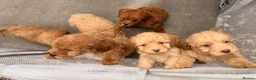 Cockapoo dogs for sale: 6 F1B COCKAPOO PUPPIES in Ashford - Advert 14