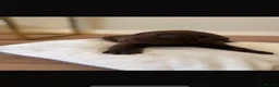 Labrador Retriever dogs for sale: Chocolate Labradors in Tamworth - Advert 7