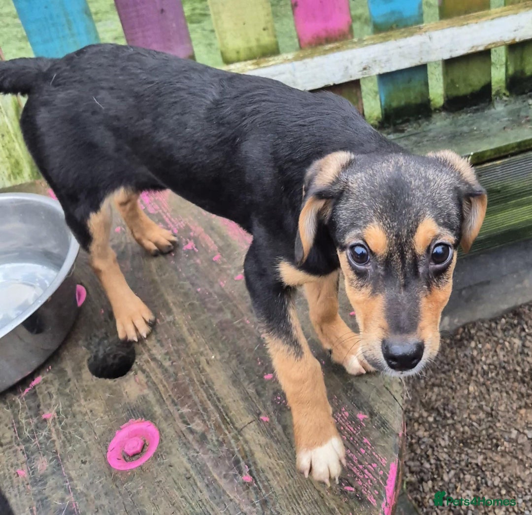 Mixed Breed dogs for adoption: Ivy - In Ayr Looking for a home  - Advert 1