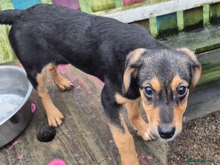 Mixed Breed dogs Ivy - In Ayr Looking for a home - Advert 3