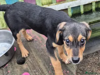 Mixed Breed dogs Ivy - In Ayr Looking for a home - Advert 2