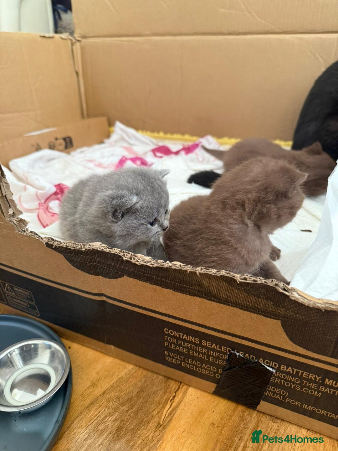 British Shorthair cats for sale: Pure British short hair kittens  - Image 13