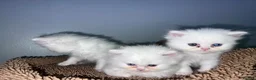 Persian cats for sale: Persian kittens for sale - blue eye beauty  - Advert 12