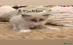 Ragdoll cats for sale: Cherubim Ragdoll Kittens TICA Mink Lynx - Image 25