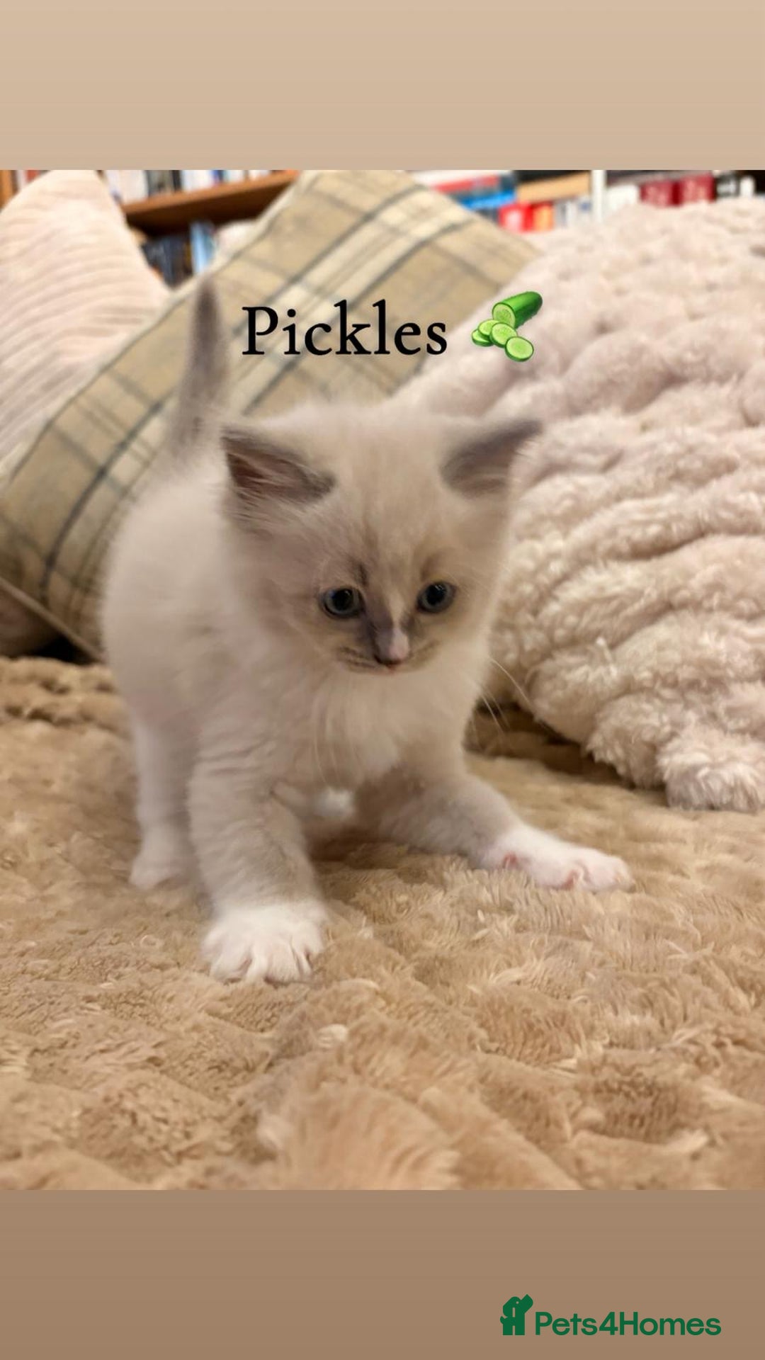 Ragdoll cats for sale: Cherubim Ragdoll Kittens TICA Mink Lynx - Image 25