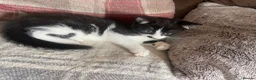 British Shorthair cats for sale: Female kitten - Advert 5