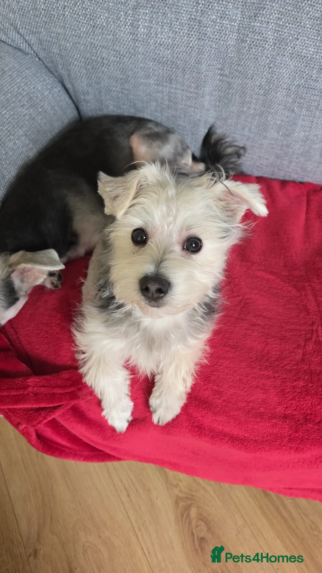 Morkie dogs for sale: Morkie puppies (2 girls and 1 boy) - Advert 16