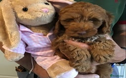 Labradoodle dogs for sale: 5* F1B Mini Labradoodles - health tested  - Image 7