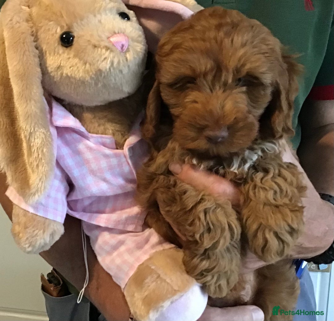 Labradoodle dogs for sale: 5* F1B Mini Labradoodles - health tested  - Image 7