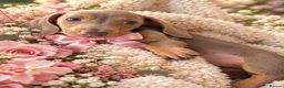 Miniature Dachshund dogs for sale:  Mini dachshunds female  - Advert 1