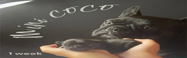 Mini coco