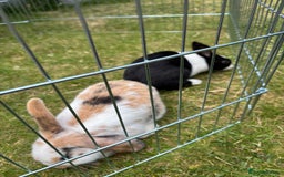 Dutch rabbits for sale: Pair of bonded vaccinated female rabbits - Image 14