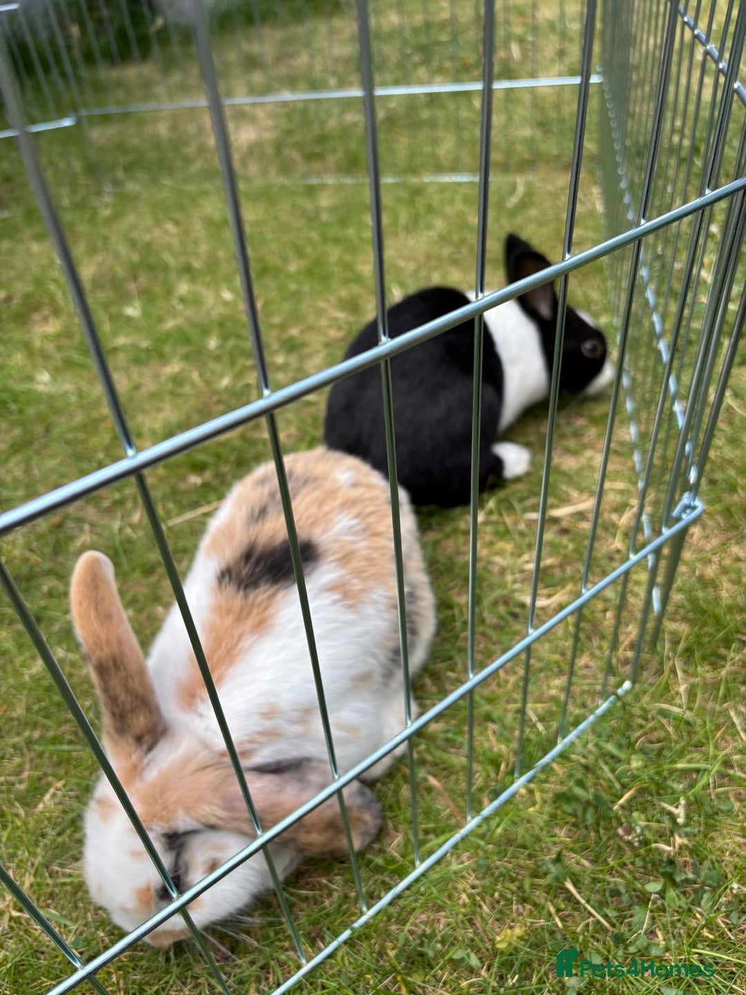 Dutch rabbits for sale: Pair of bonded vaccinated female rabbits - Image 14