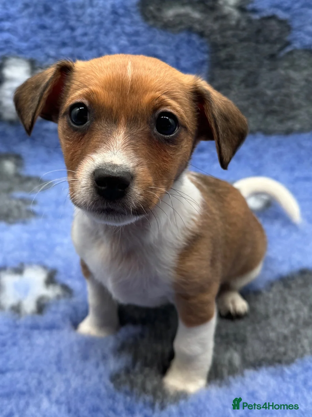 Jack Russell dogs for sale: Stunning Little Jack Russell Pups - Advert 1