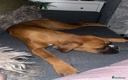 Boxer dogs for sale: Male Boxer Dog  - Image 4