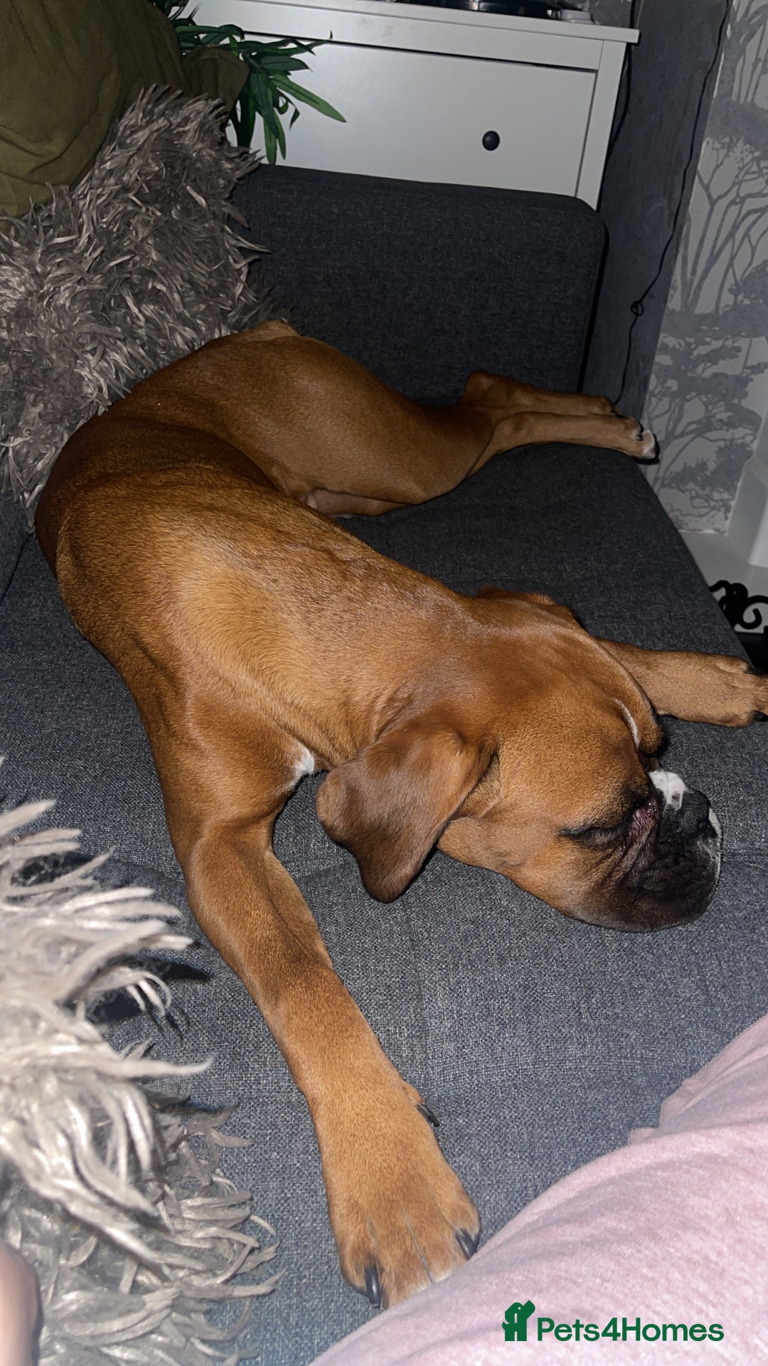Boxer dogs for sale: Male Boxer Dog  - Image 4