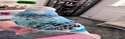 Budgerigars birds for sale: Beautiful Tame Male Exhibition Budgie  - Advert 7