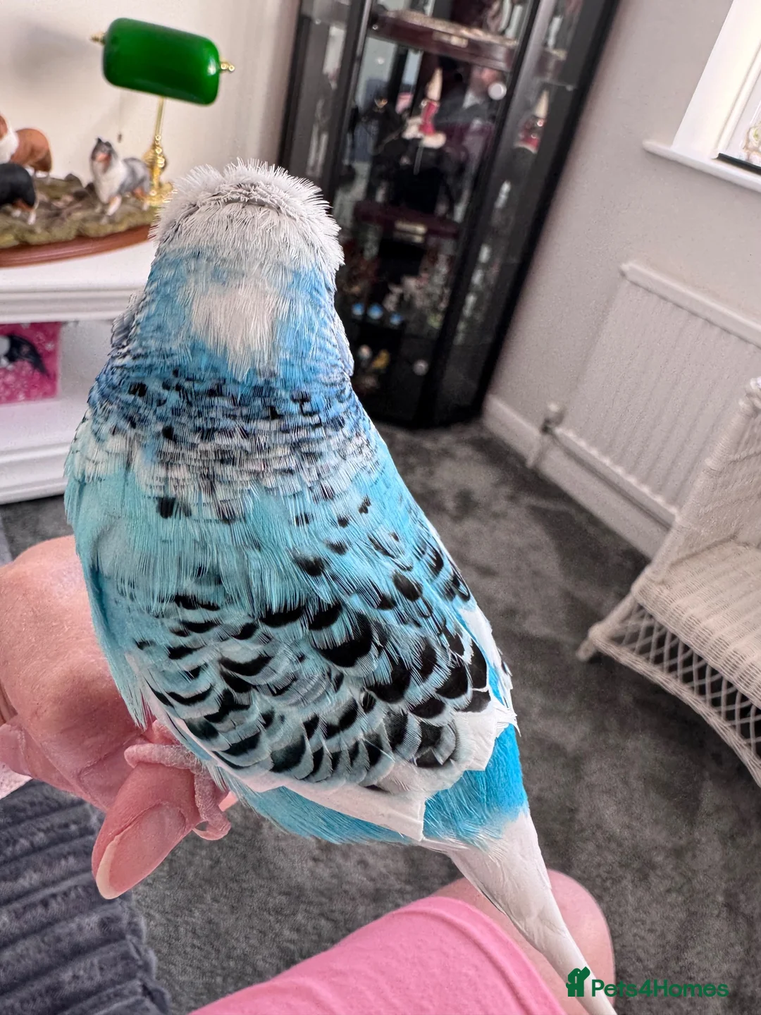 Budgerigars birds for sale: Beautiful Tame Male Exhibition Budgie  - Advert 7