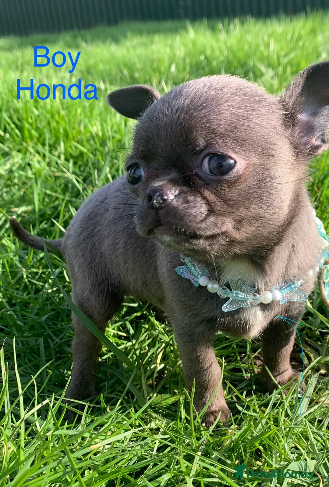 Chihuahua dogs for sale: Chihuahua pedigree 0% related parents in Leeds - Advert 14