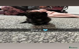 Mixed Breed cats for sale: 2 male kittens  - Image 4