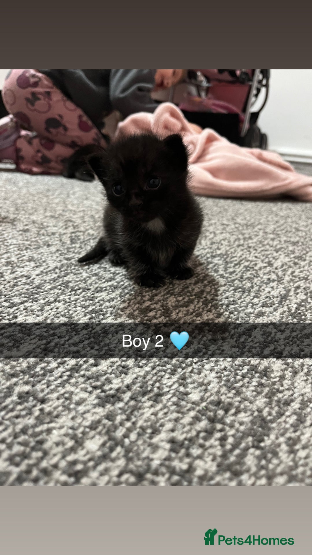 Mixed Breed cats for sale: 2 male kittens  - Image 4