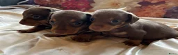 Miniature Dachshund dogs for sale: Miniature dachshund puppies 🐶  - Advert 17