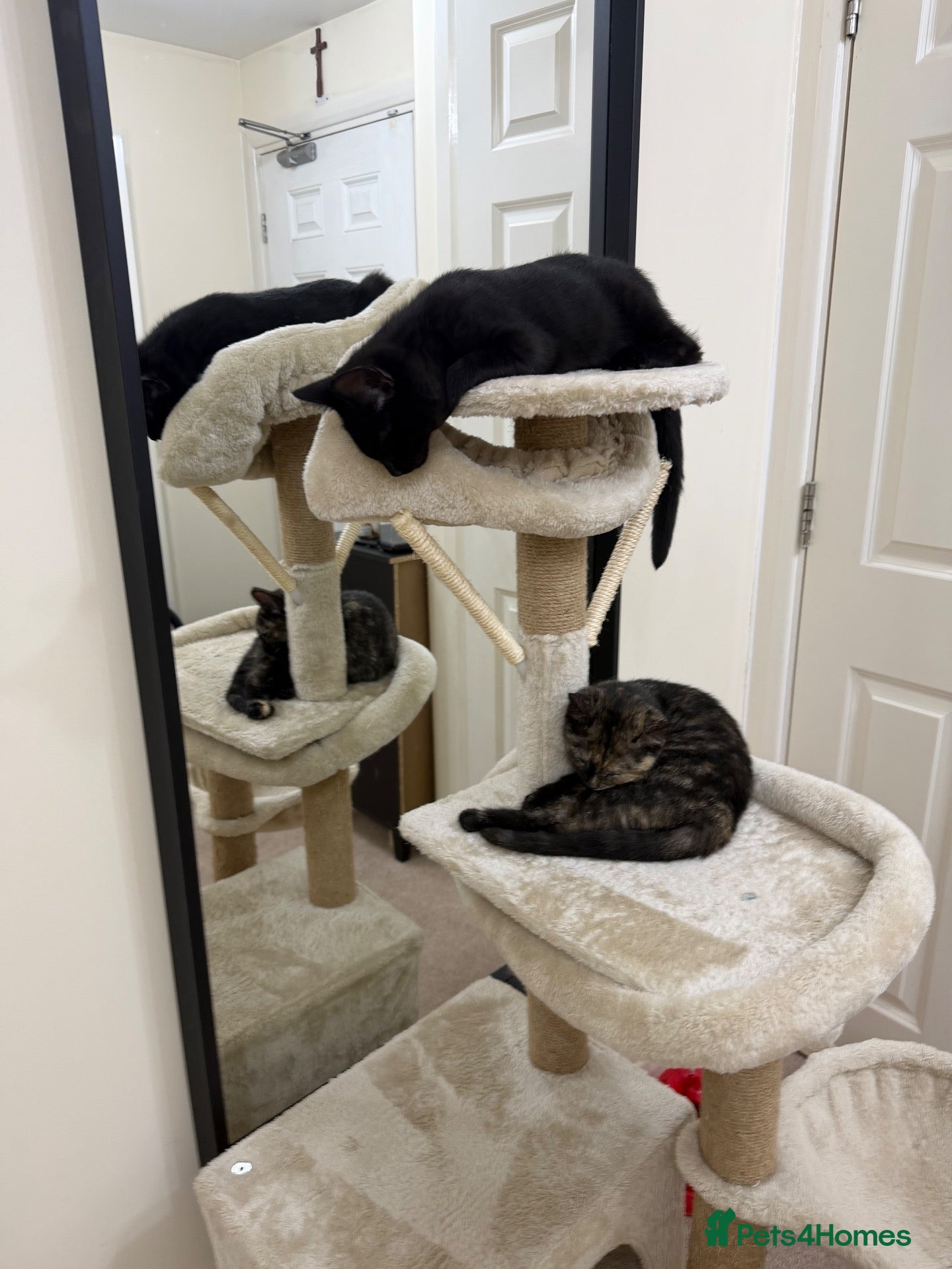 Mixed Breed cats Two Beautiful Kittens Looking for Loving Homes - Advert 3