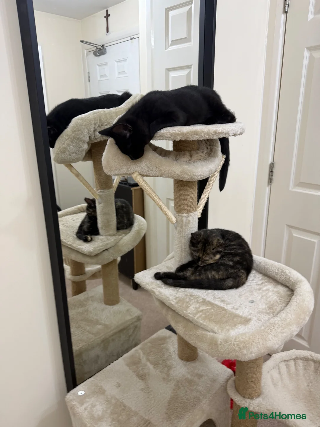 Mixed Breed cats for sale: Two Beautiful Kittens Looking for Loving Homes - Advert 1