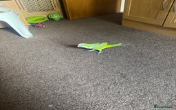 Parakeets birds for sale: Male Tame Quaker Parrot - Image 6