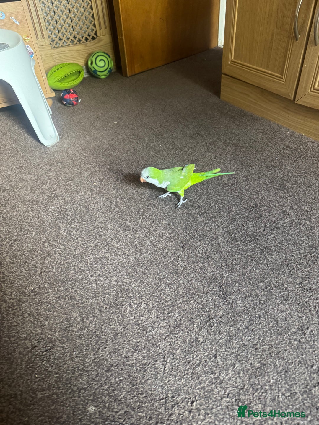 Parakeets birds for sale: Male Tame Quaker Parrot - Image 6