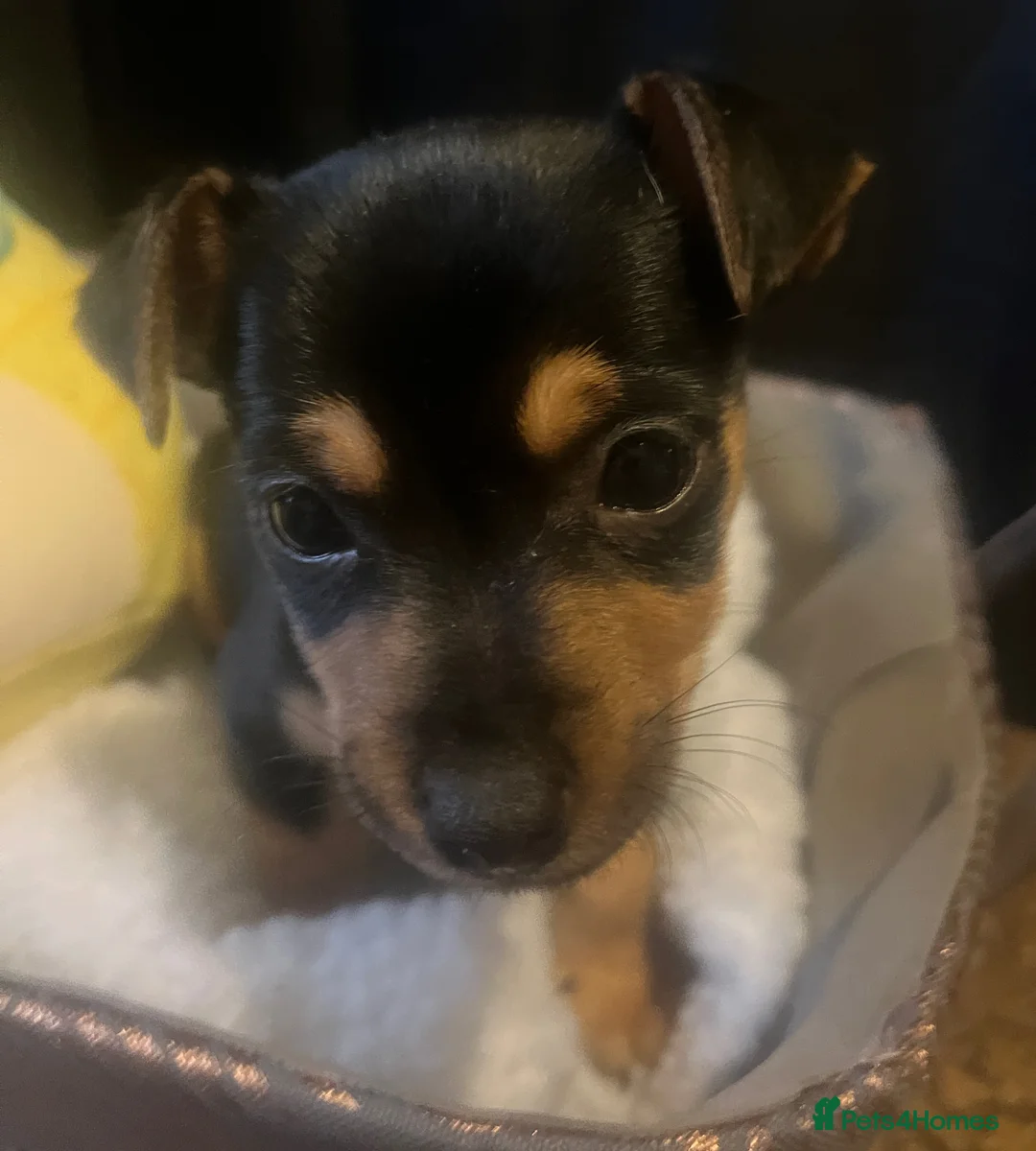 Jack Russell dogs for sale: Miniature rare natural bobtailed jack Russells - Advert 23