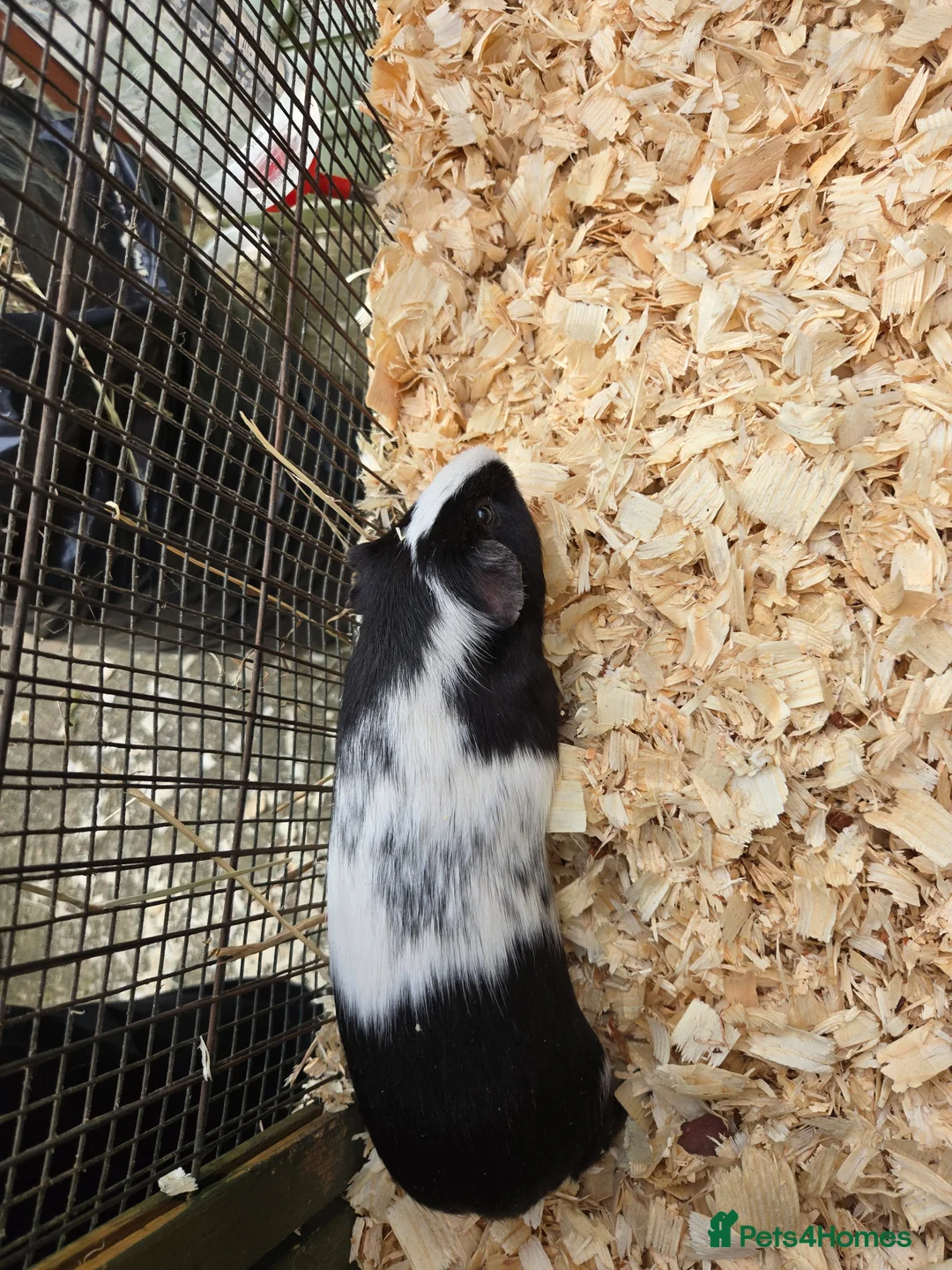 Guinea Pig rodents for sale: Guinea pig for sale  - Advert 7