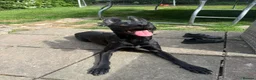 Belgian Shepherd Dog dogs for sale: Belgian Malinois  - Advert 2
