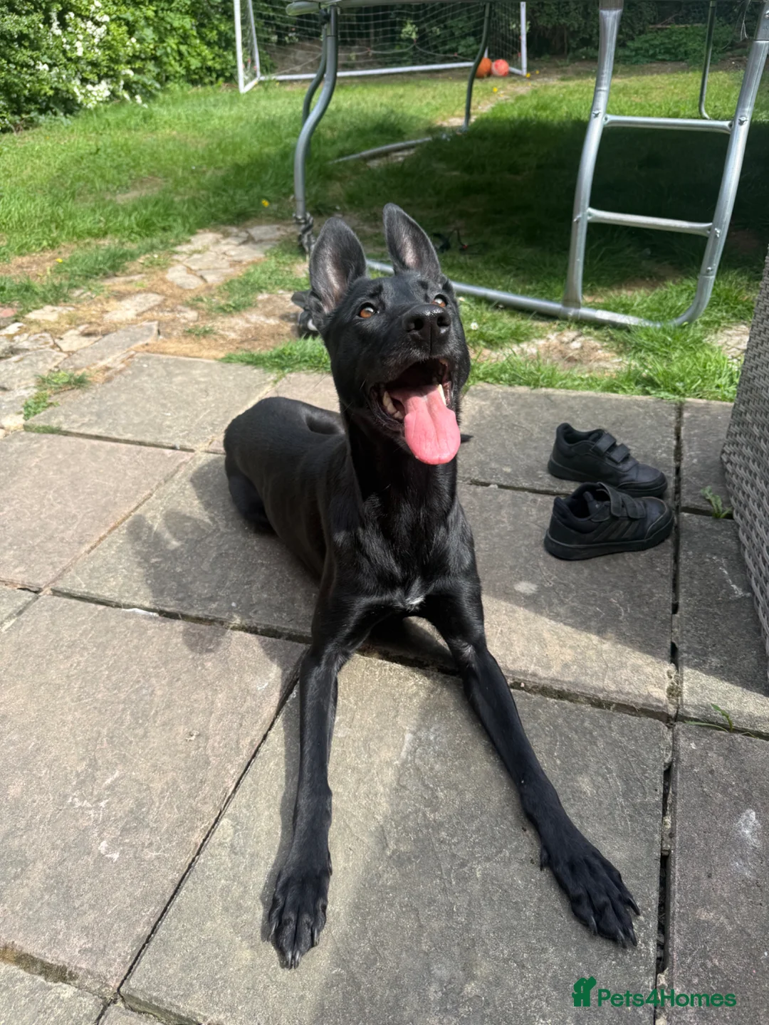 Belgian Shepherd Dog dogs for sale: Belgian Malinois  - Advert 2