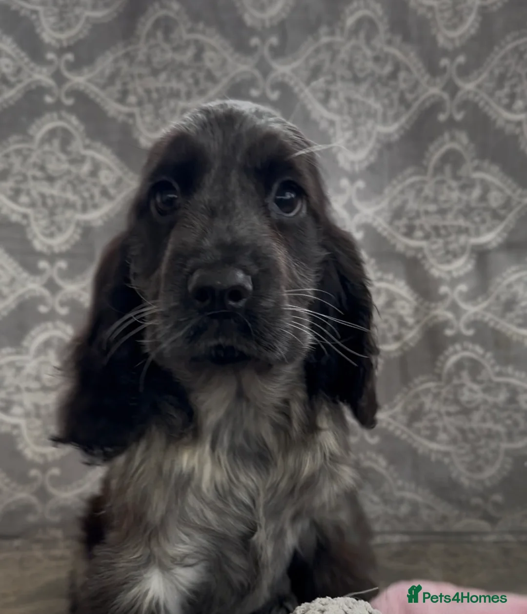 Cocker Spaniel dogs for sale: Stunning show cocker spaniels for sale  - Advert 2