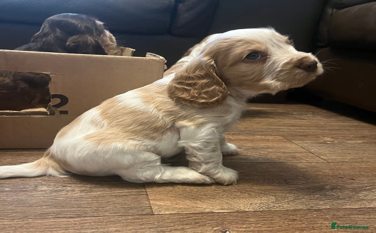 Cocker Spaniel dogs KC registered show cocker spaniels - Advert 2