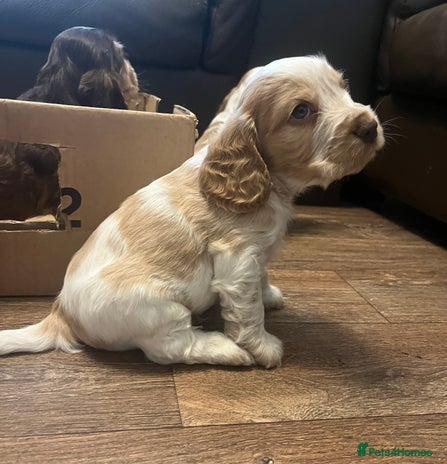 Cocker Spaniel dogs KC registered show cocker spaniels - Advert 2