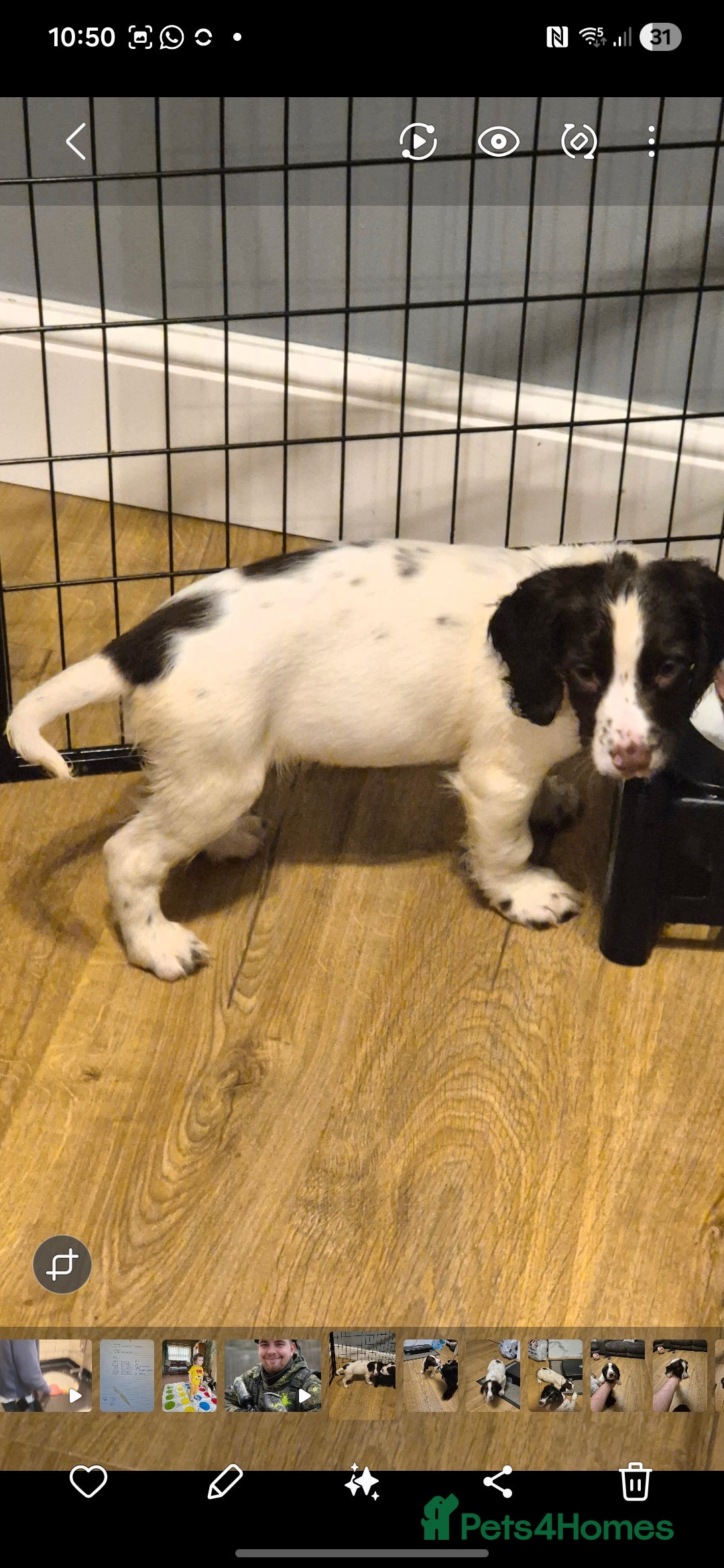 English Springer Spaniel dogs for sale: English Springer spaniel puppies for sale - Advert 15
