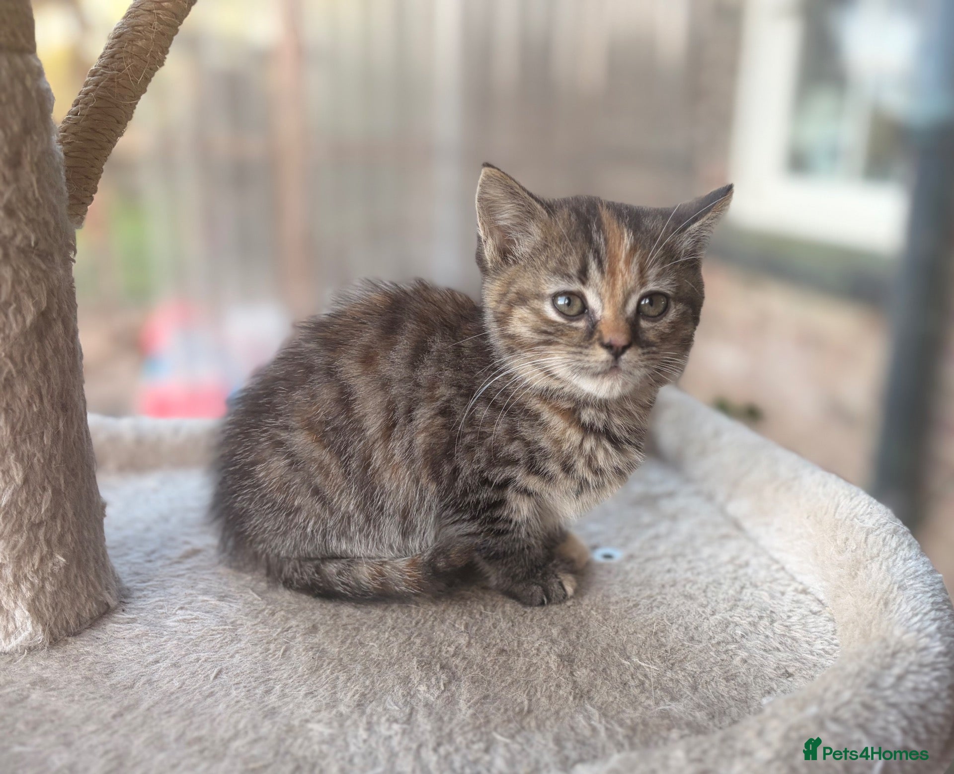 Persian cats BEAUTIFUL PERSIAN X KITTENS READY NOW - Advert 6