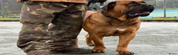 Boerboel dogs for sale: STUNNING NABBR REGISTERED GIRLS.  - Advert 24