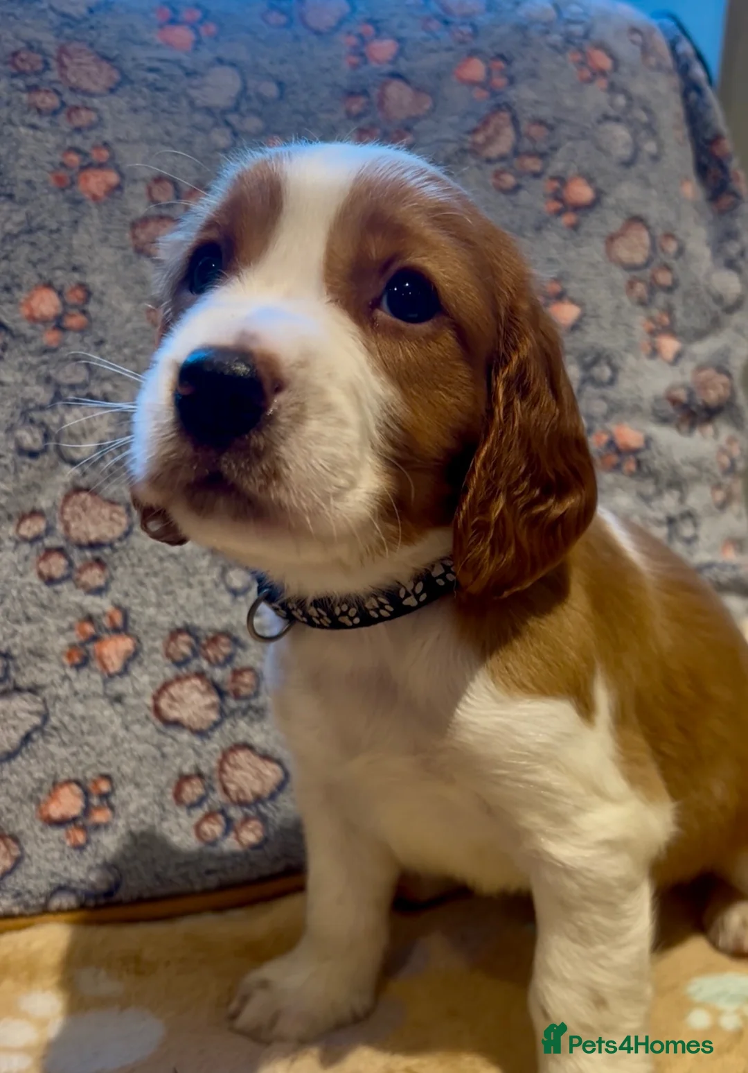 Welsh Springer Spaniel dogs for sale: Welshie 🏴󠁧󠁢󠁷󠁬󠁳󠁿 pups health tested parents  - Advert 1