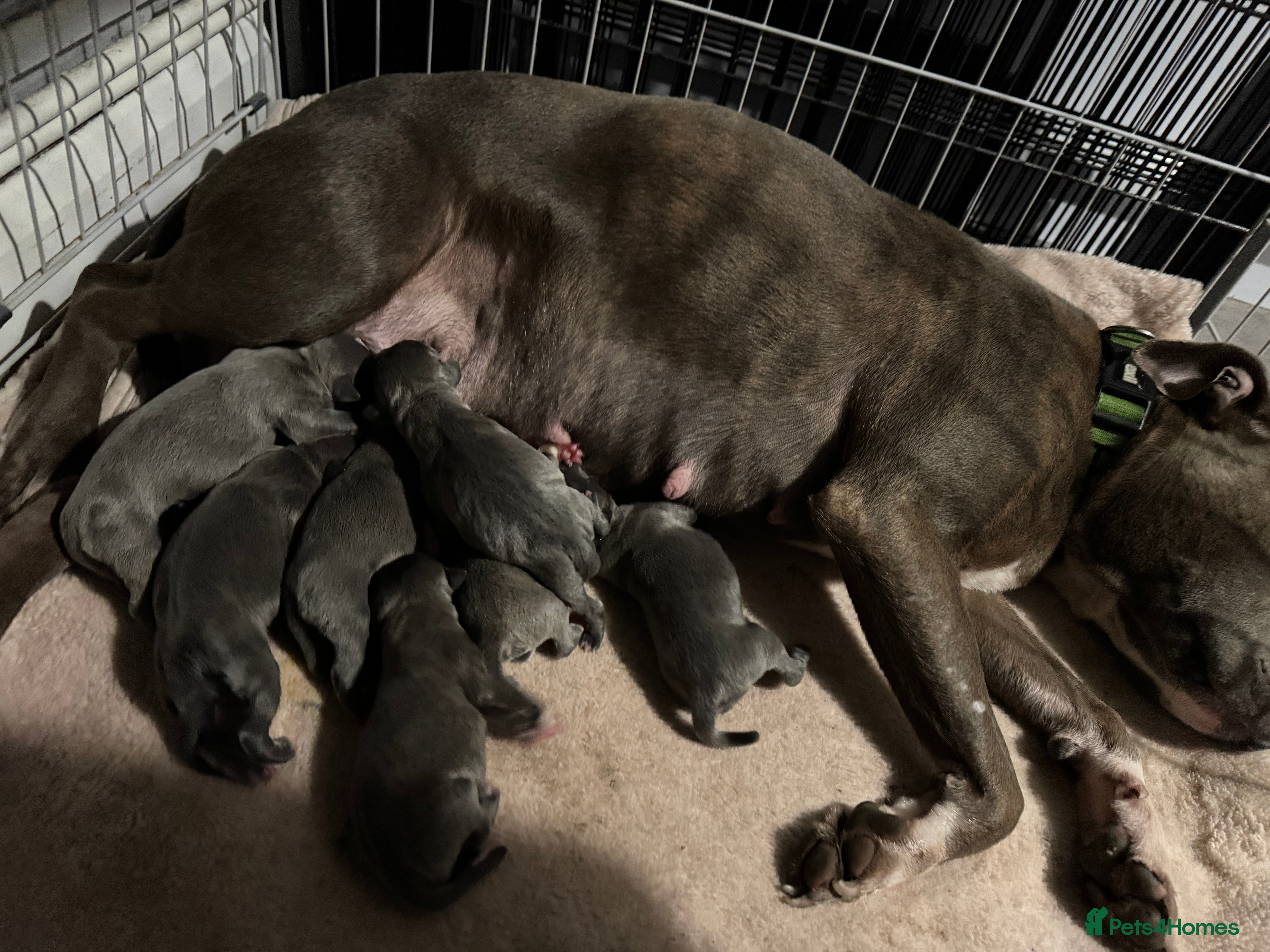 Staffordshire Bull Terrier dogs Staffy puppy for sale - Advert 1