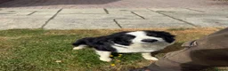 Welsh Collie dogs for sale: Adorable Mid Wales border collie puppies for sale - Advert 37