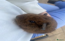 Guinea Pig rodents for sale: beautiful baby guinea pigs - Image 5